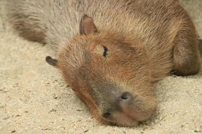 Facts about Capybaras