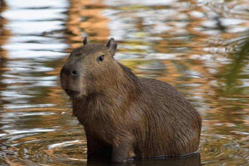 Facts about Capybaras