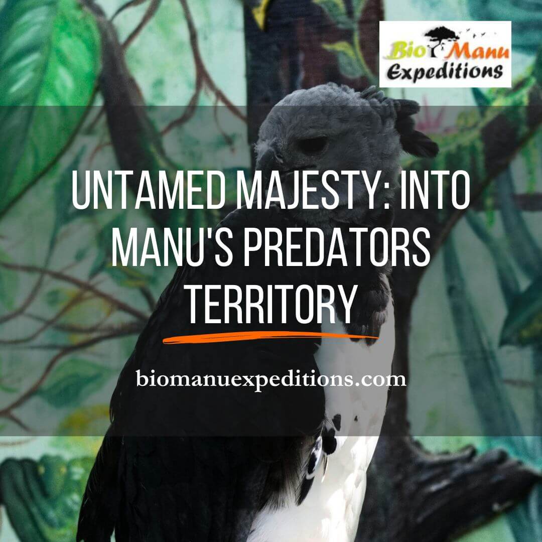 Manu’s predators
