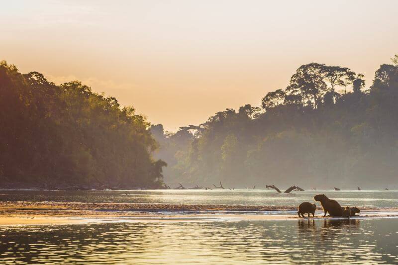 on the Manu River