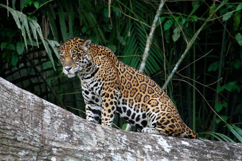 Jaguar