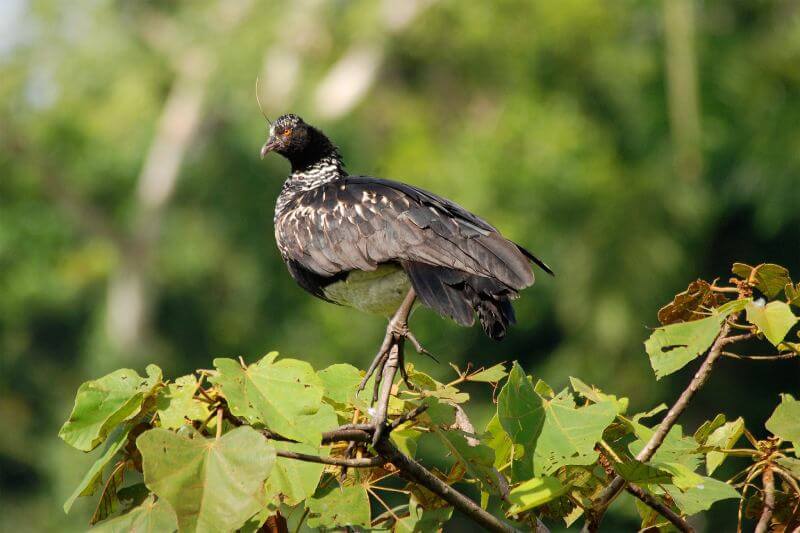 Birds of Manu National Park