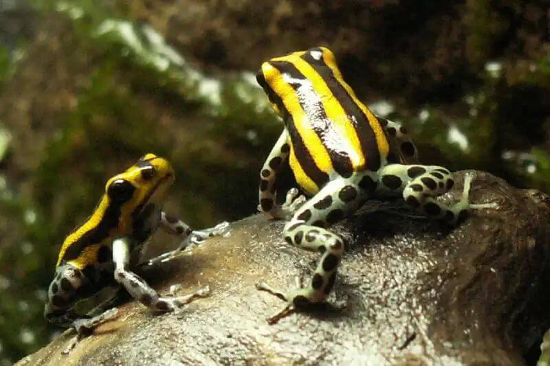 Manu’s poisonous frogs