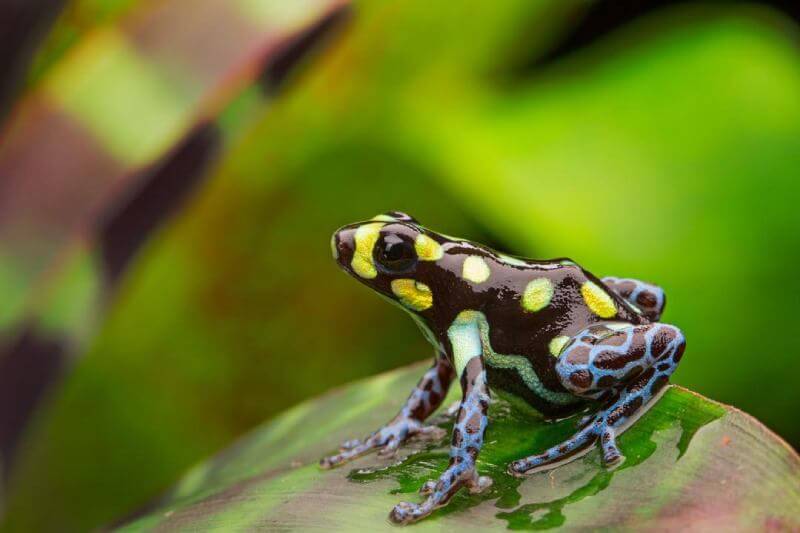 Manu’s poisonous frogs