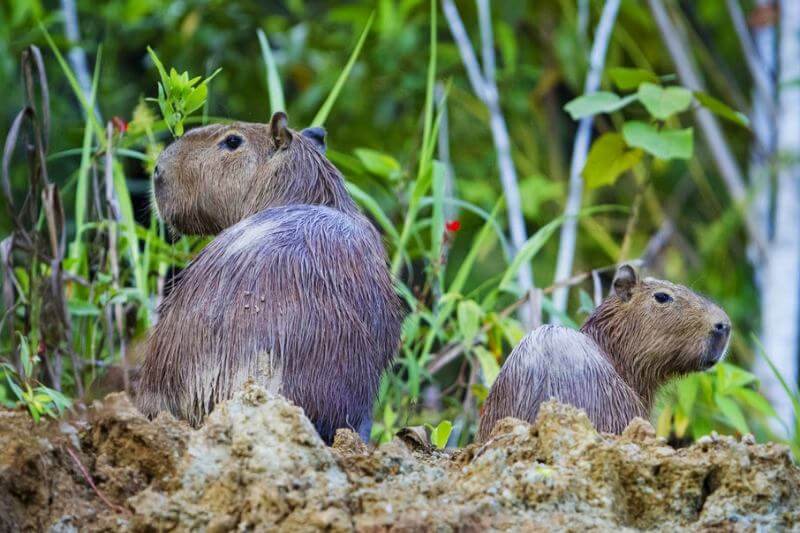 Capybara in manu