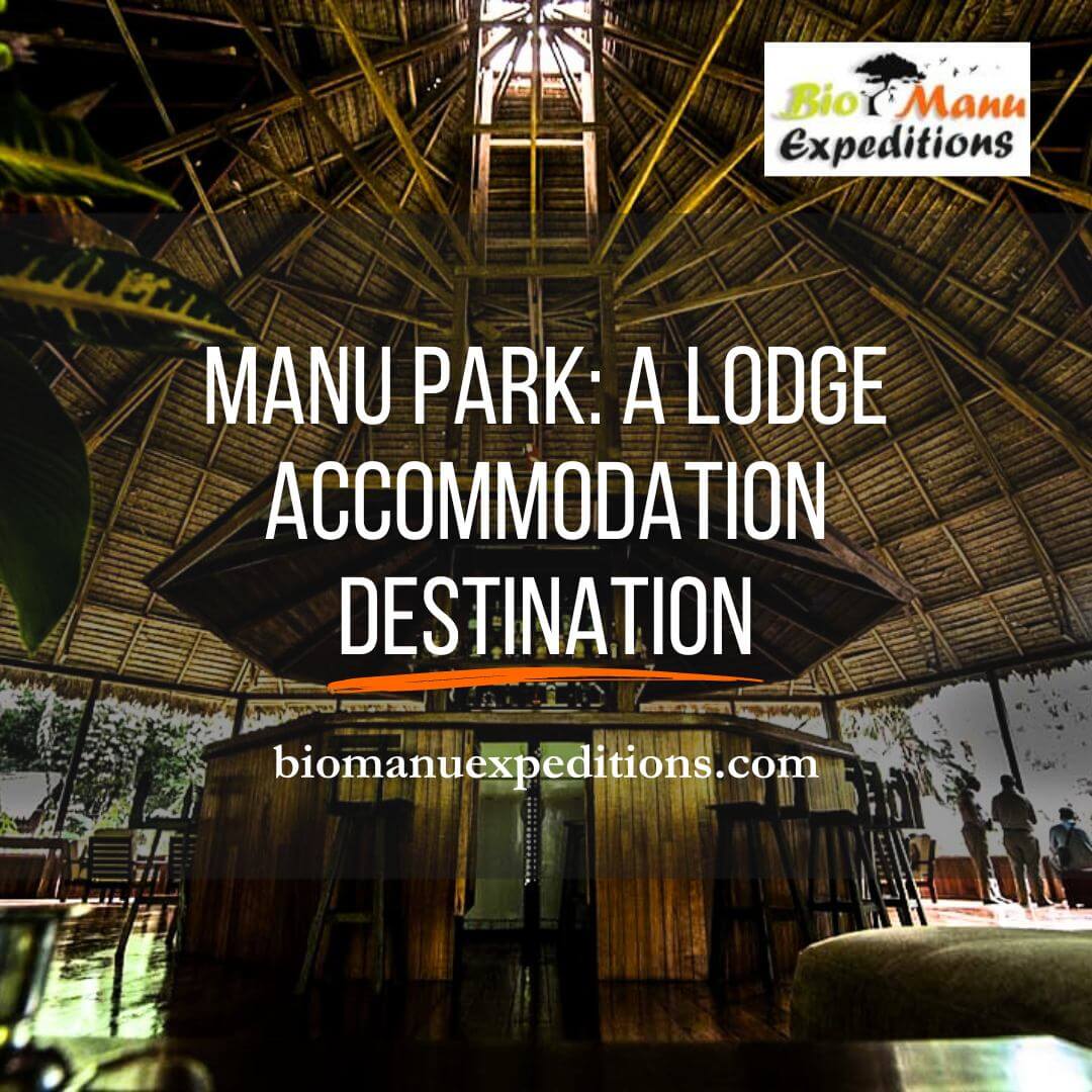 lodge accommodation in Manu