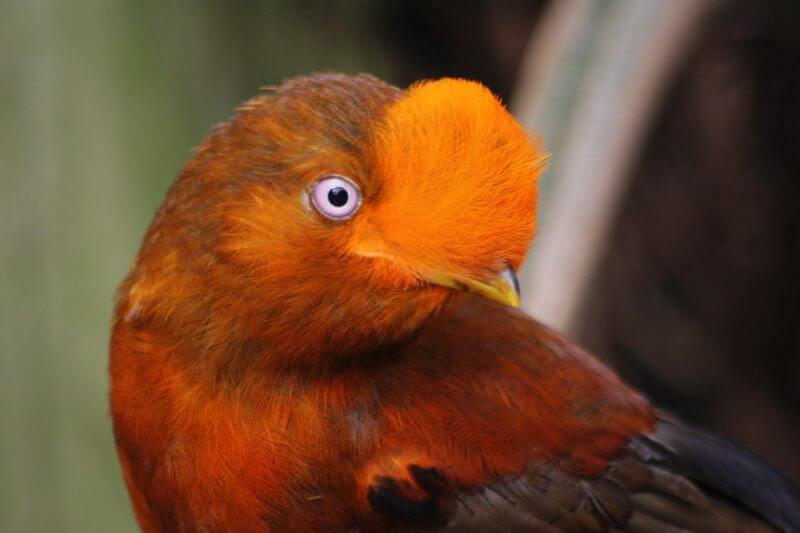 The Andean Cock-of-the-Rock