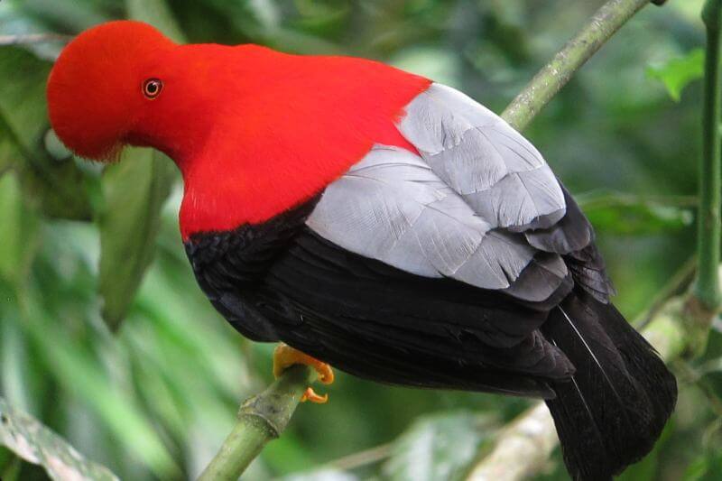 The Andean Cock-of-the-Rock