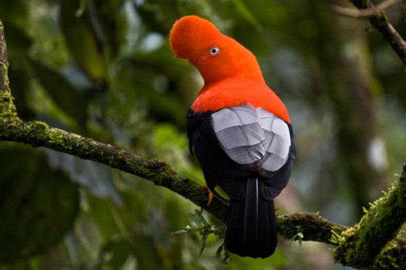 The Andean Cock-of-the-Rock at manu