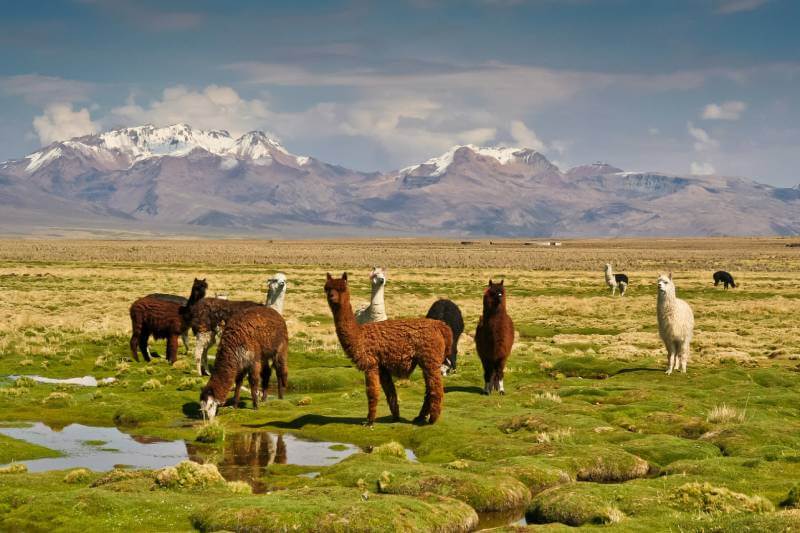 Ecosystems of Manu high andean puna