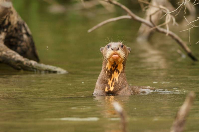 Endangered Species in Manu National Park