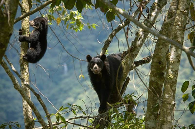 Endangered Species in Manu National Park