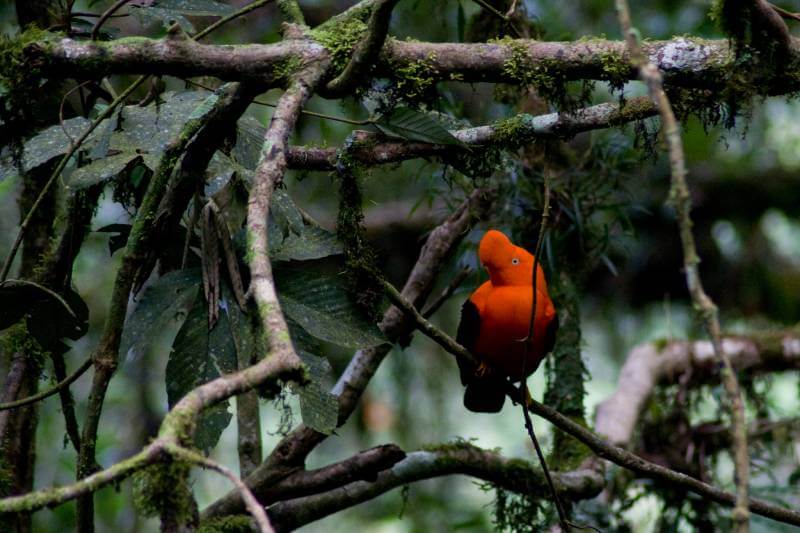 cock of the rock in manu national park