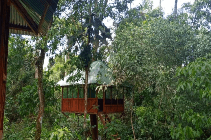 Manu Ecolodges Stand Out in the Amazon