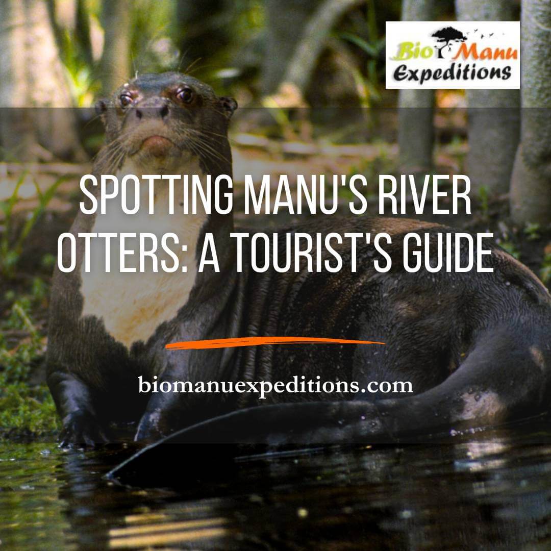 spotting otters in the amazon