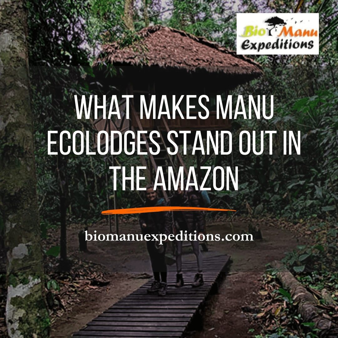 Manu Ecolodges Stand Out in the Amazon