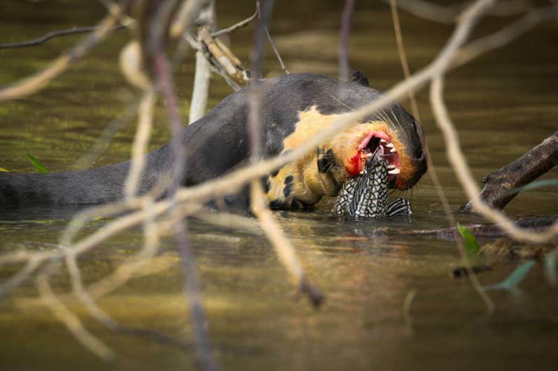 manu's river otters