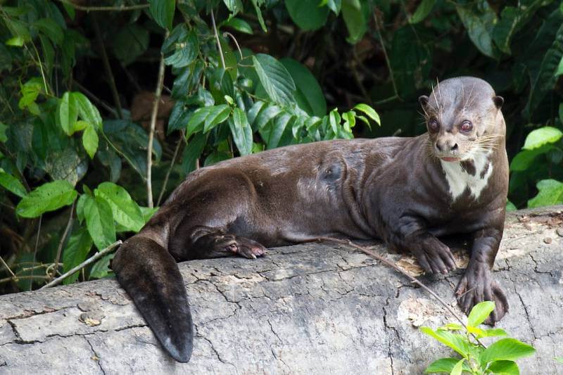 manu's river otters