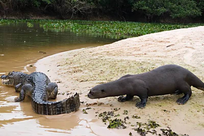 manu's river otters