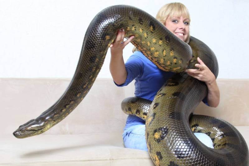 pet anaconda