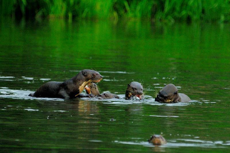 manu river adventure