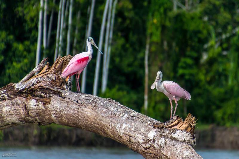 manu national park tours