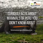 Curious Facts about Mammals of Peru You Didn’t Know About