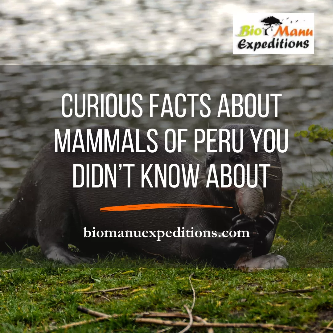 Curious Facts about Mammals of Peru You Didn’t Know About