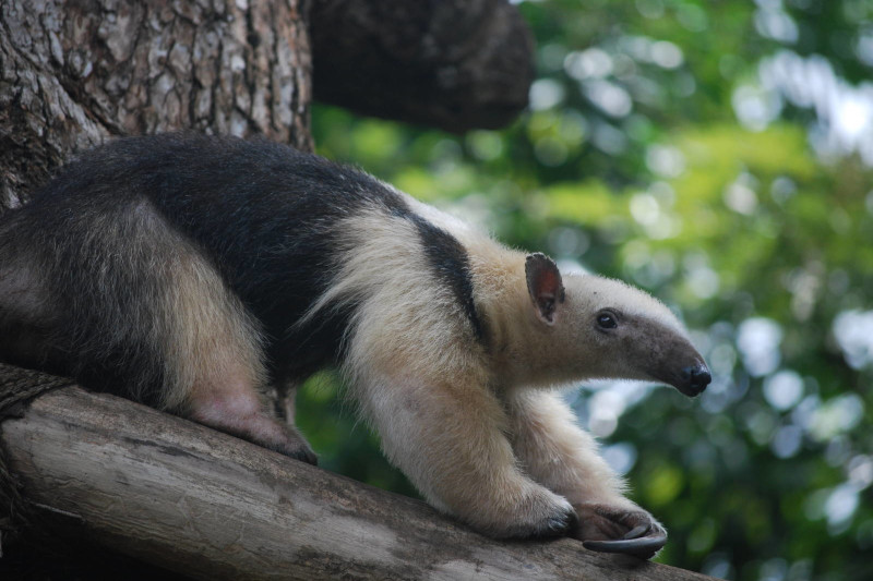 Curious Facts about Mammals of Peru You Didn’t Know About