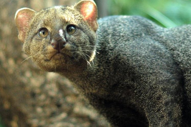 Curious Facts about Mammals of Peru You Didn’t Know About