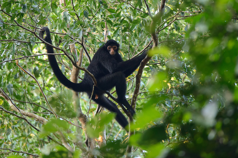 Curious Facts about Mammals of Peru You Didn’t Know About