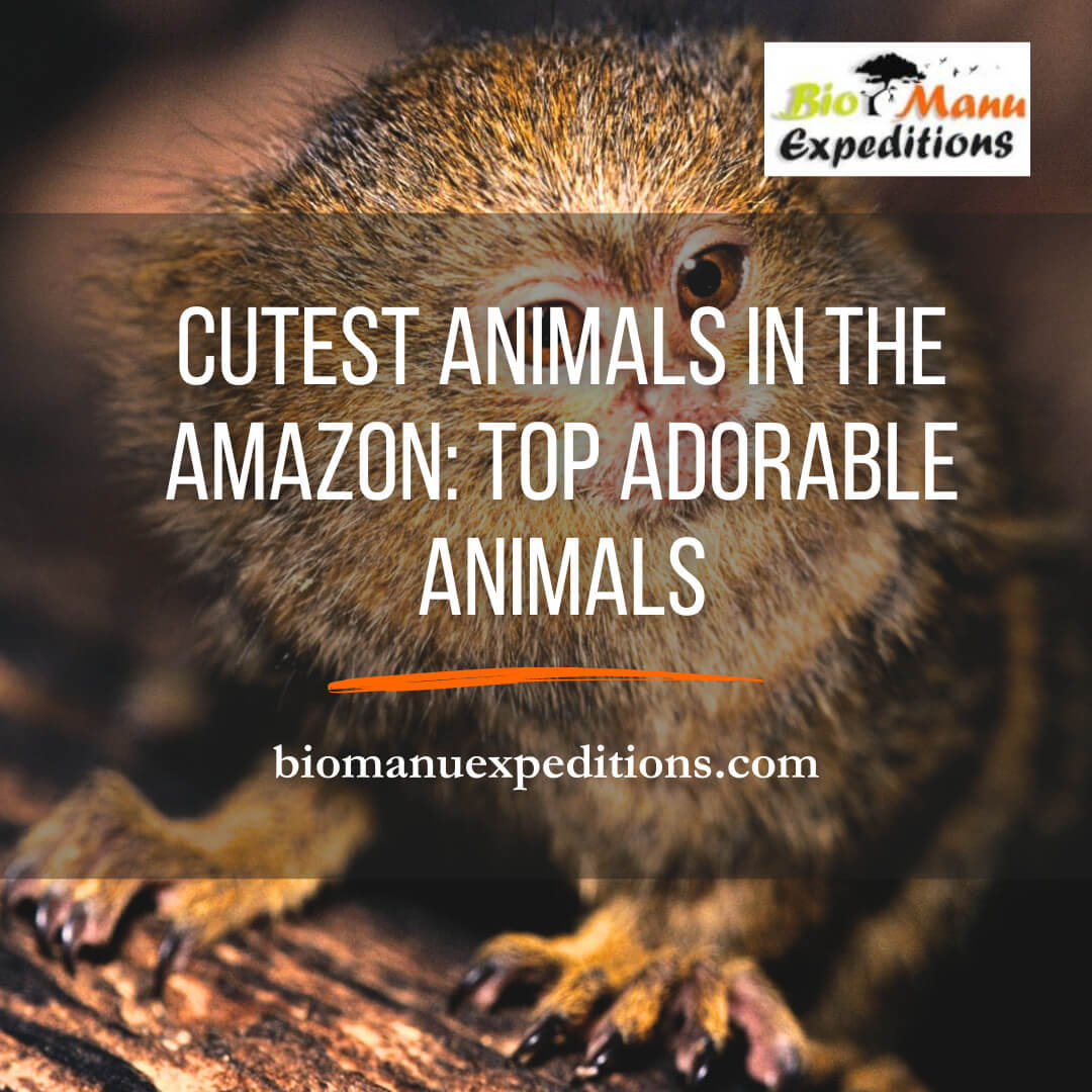 Cutest Animals in the Amazon: Top Adorable Animals