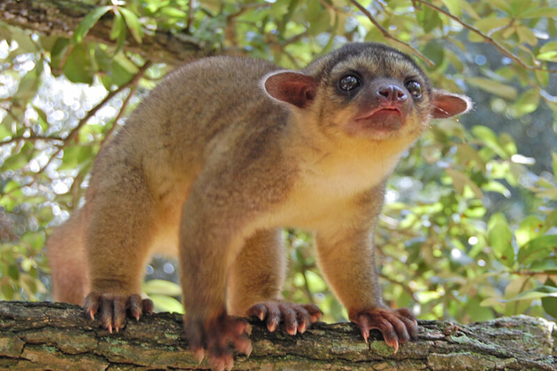 Cutest Animals in the Amazon: Top Adorable Animals