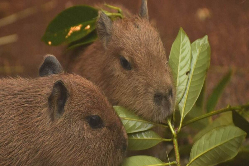 Curious Facts about Mammals of Peru You Didn’t Know About