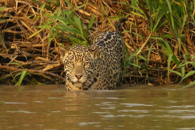 Amazon Jungle Tours Peru