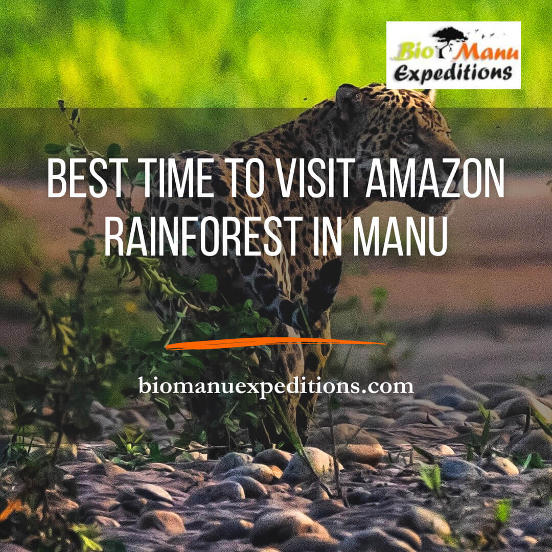 Best Time to Visit Amazon Rainforest