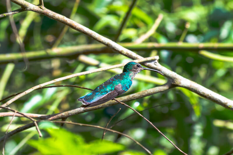 Best Time to Visit Amazon Rainforest