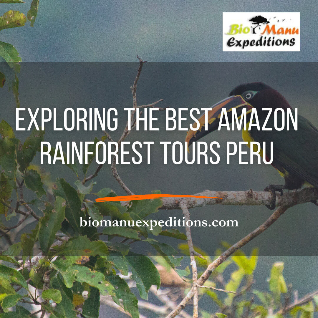 amazon rainforest tours peru