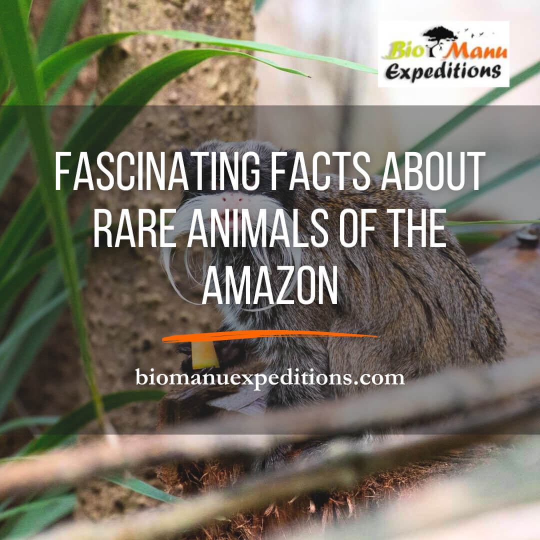 rare animals of the amazon