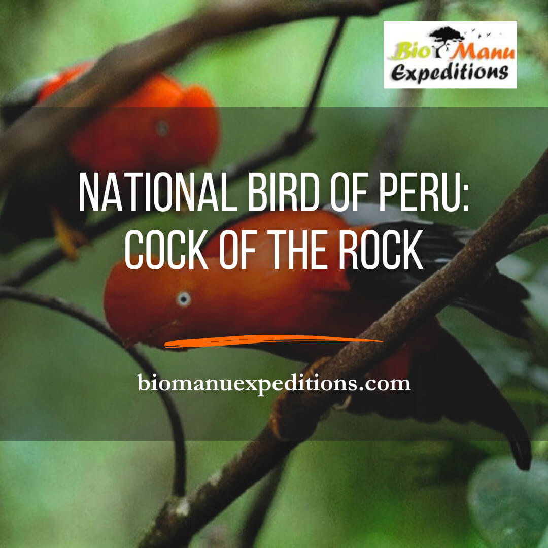 national bird of peru