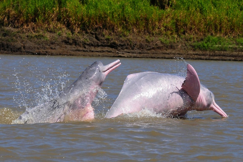 Pink Dolphin