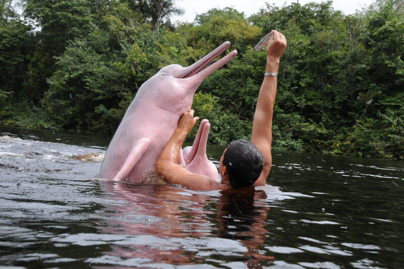 Pink Dolphin