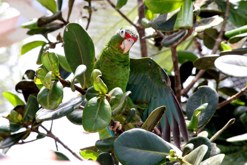 Puerto Maldonado Amazon Tours