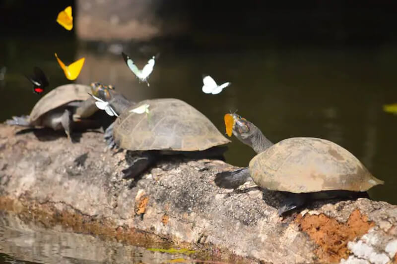 amazon rainforest tours peru 