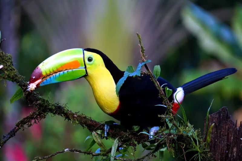 amazon rainforest tours peru