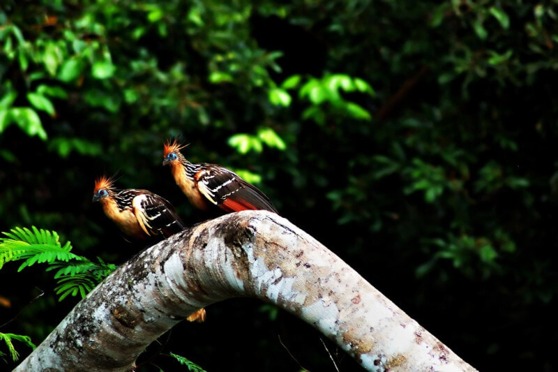 amazon rainforest tours peru 