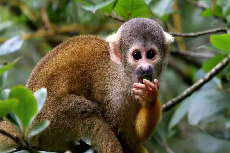 amazon rainforest tours peru