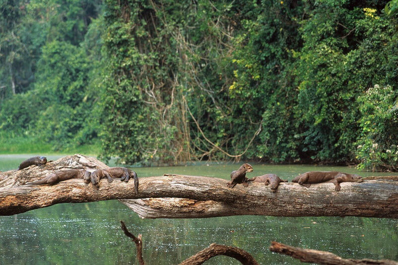 Manu peru