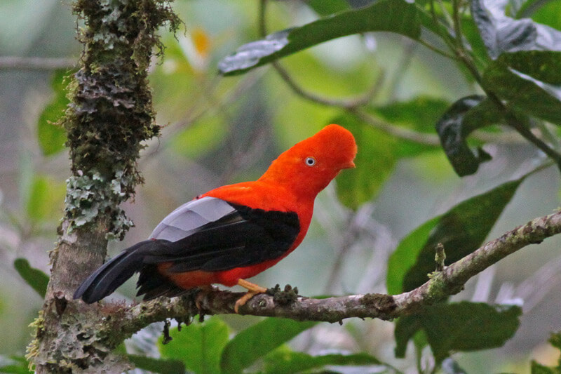 national bird of peru