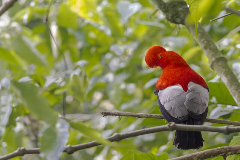 national bird of peru